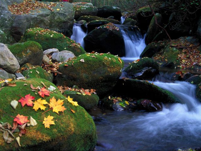 Tennessee - Cascade and Autumn Leaves, Great Smoky Mountains National Park