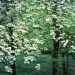 Tennessee - Dogwood Trees in Bloom, Great Smoky Mountains National Park