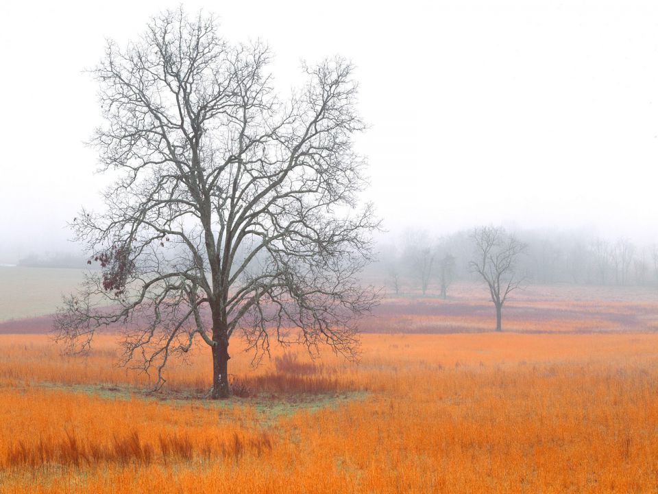 ennessee - Early Morning in Cades Cove, Great Smoky Mountains National Park