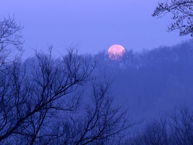 Tennessee - Full Moon Setting, Percy Warner State Park