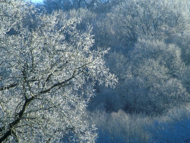 Tennessee - Ice-Covered Trees, Edwin Warner Park, Nashville