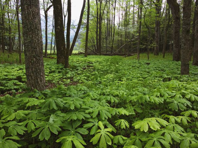 Tennessee - Mayapples, Great Smoky Mountains