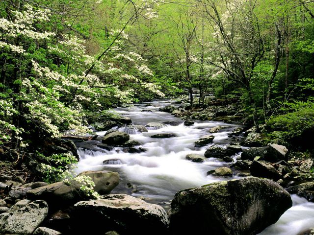 Tennessee - Middle Prong River and Dogwoods, Great Smoky Mountains