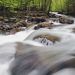 Tennessee - Rushing Creek in Spring, Great Smoky Mountains National Park