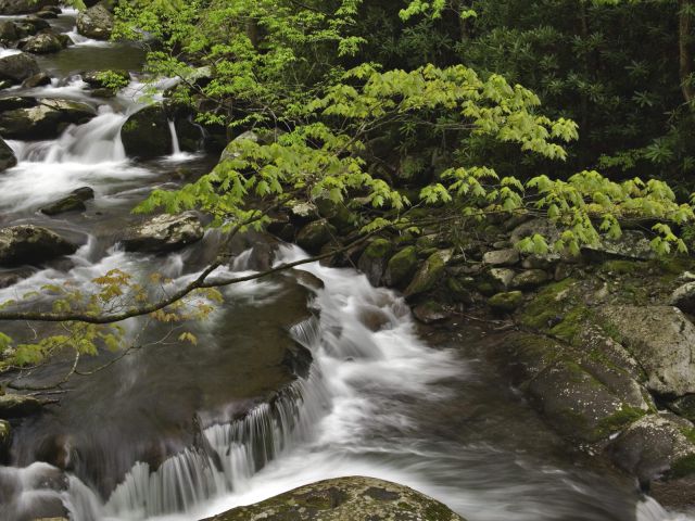Tennessee - Stream, Great Smoky Mountains National Park