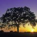 Texas - Oak Tree at Sunset, Burnet County
