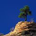 Utah - Single Pine Tree Atop Sandstone Formation, Zion National Park