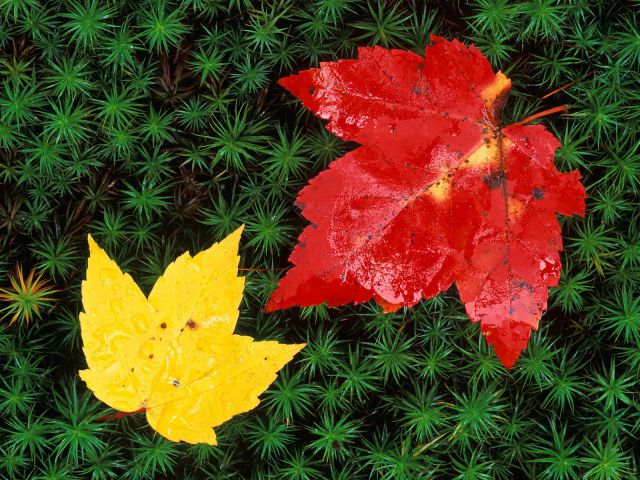 Vermont - Autumn Leaves on Forest Floor