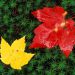 Vermont - Autumn Leaves on Forest Floor