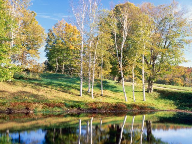 Vermont - Birch Trees