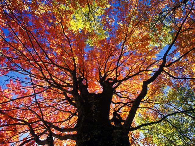 Virginia - Red Maple in Autumn, West Virginia