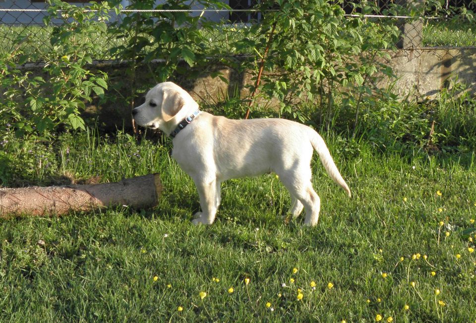 Wai - foto povečava