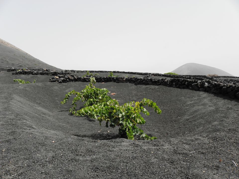 Lanzarote 2012 - foto povečava