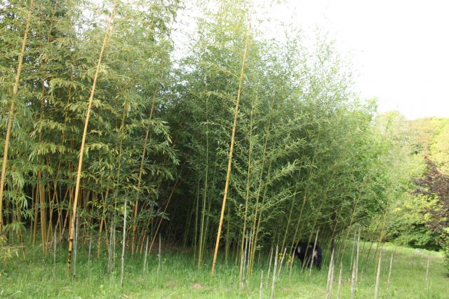 Prijateljev bambusov gozd