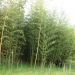 prijateljev bambusov gozd