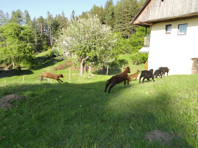 živalche - foto