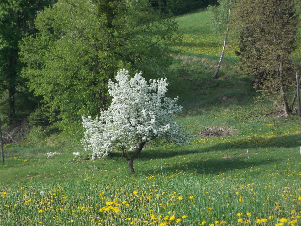 Pomlad... - foto povečava