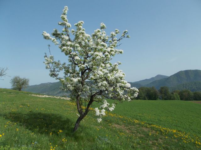 Pomlad... - foto