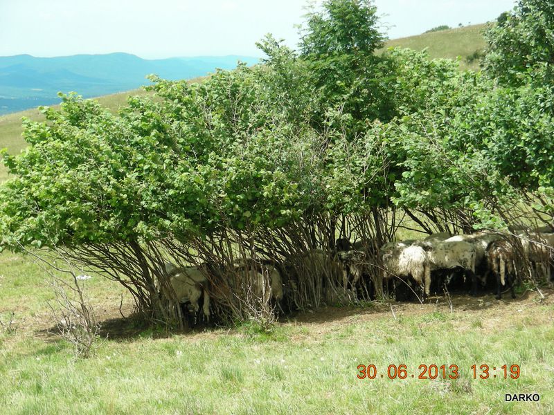 VREMŠČICA - foto povečava