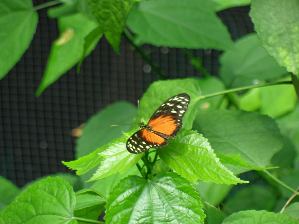 ZDA- zahodna obala, marec 2012 - foto povečava