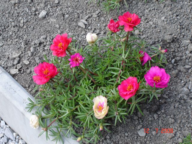 Moje rože - foto