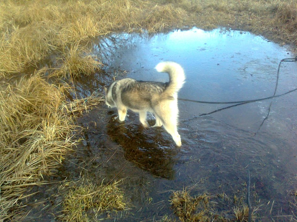 Hachi 2012 - foto povečava