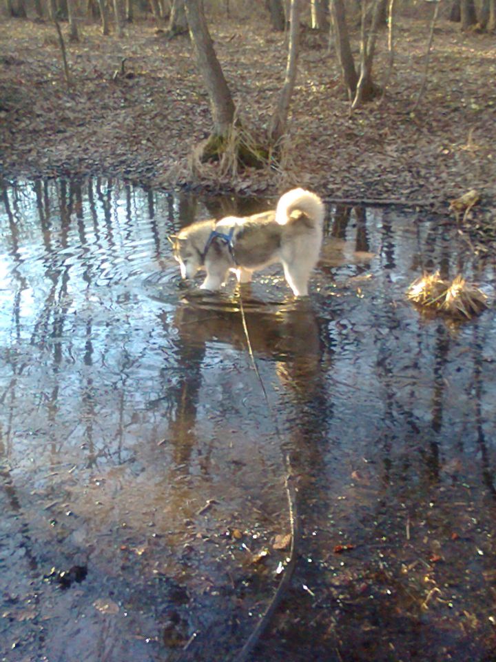 Hachi 2012 - foto povečava