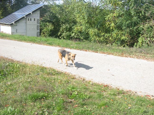 Netopircica - foto povečava