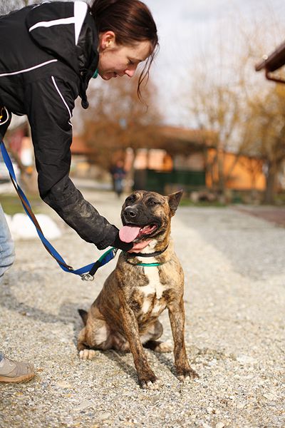 Scoobi - foto povečava