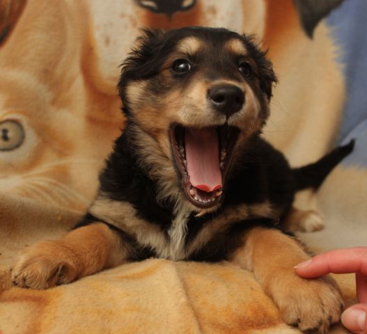 Osmerček/Šaja, Ruba, Lona in Nala - foto