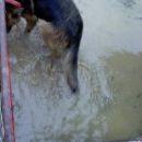 Poplavljena psička