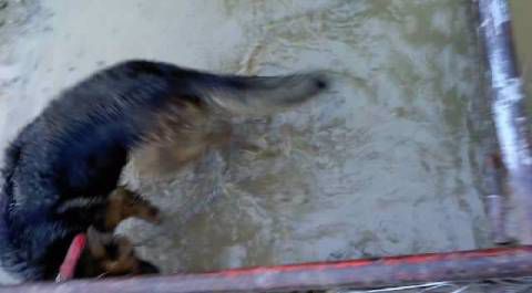 Poplavljena psička - foto povečava