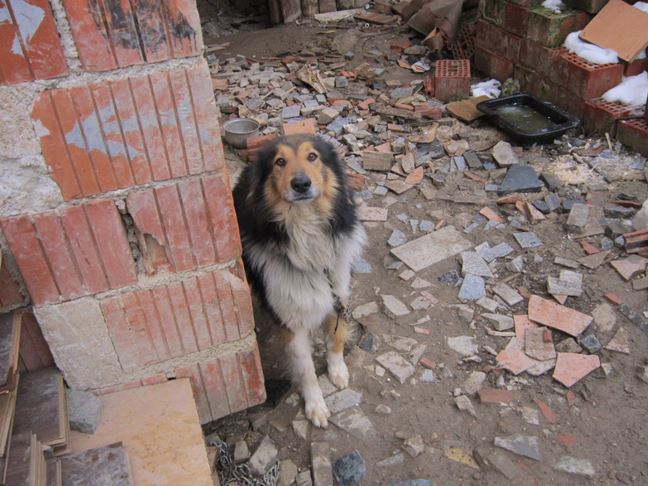 Sterilizirani/kastrirani 4/2013 - foto povečava