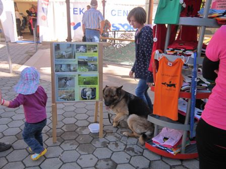 Stojnica na Maratonu treh src v Radencih, 18. 5. 2013
