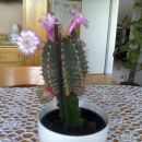 cvetoči kaktus
