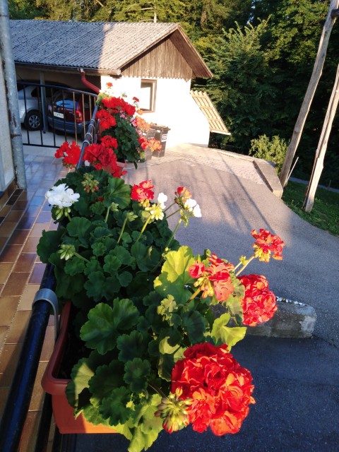 Malo narave oz.,mojih rožic in drugo. - foto