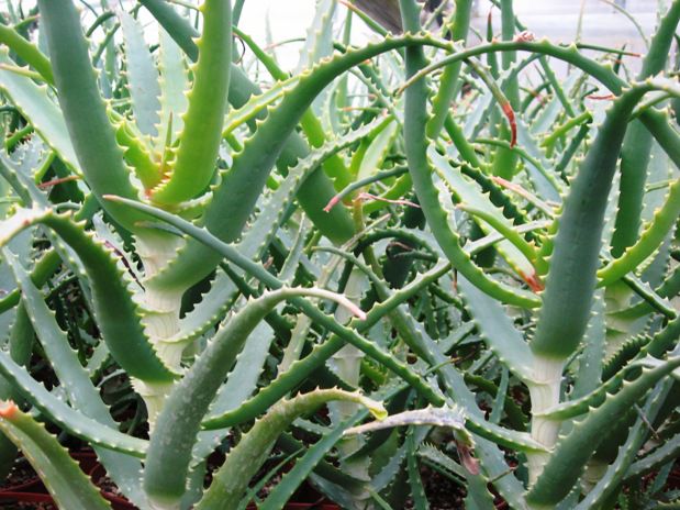 Rastlina aloe arborescens - foto povečava