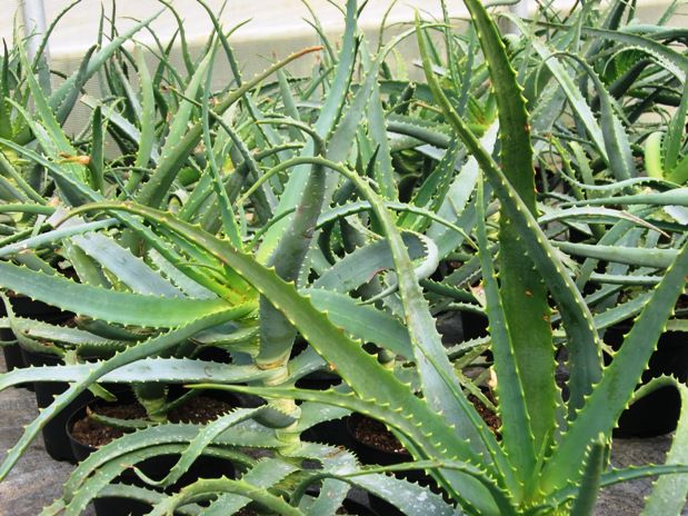 Rastlina aloe arborescens - foto povečava