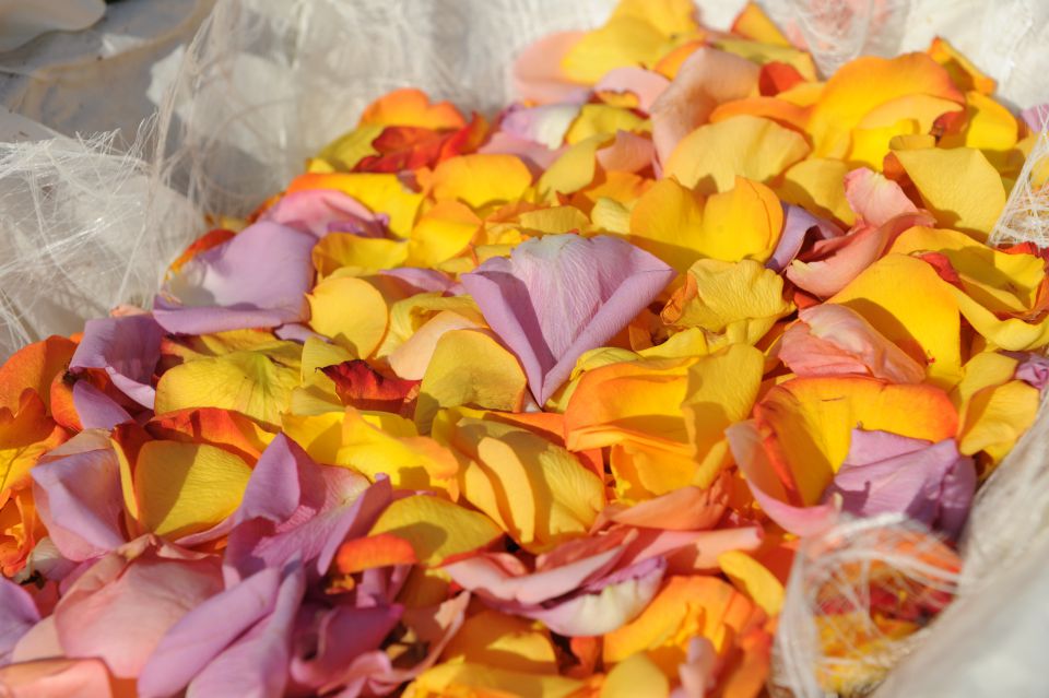 Rože - foto povečava