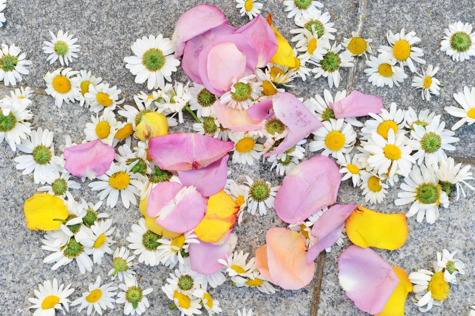 Rože - foto povečava