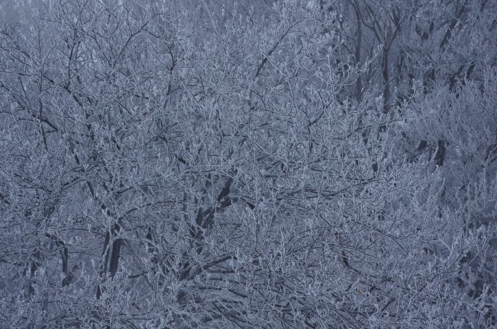 LEPOTE V SNEGU - foto povečava