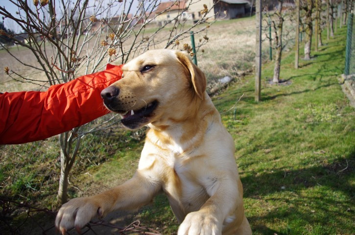 14. 3. BOGOJINA - FILOVCI - LENDAVA - foto povečava