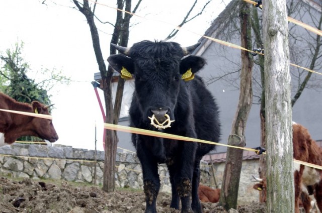 5. 4. BELA CERKEV IN VINJI VRH - foto