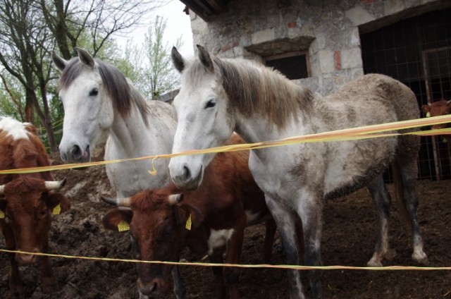 5. 4. BELA CERKEV IN VINJI VRH - foto