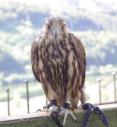 27. 8.  LETEČA PREDSTAVA NA SEVNIŠKEM GRADU - foto