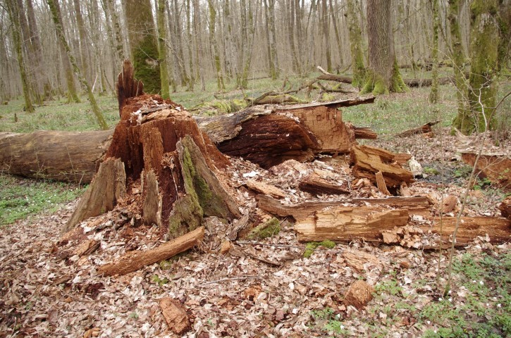 4. april KRAKOVSKI PRAGOZD - foto povečava