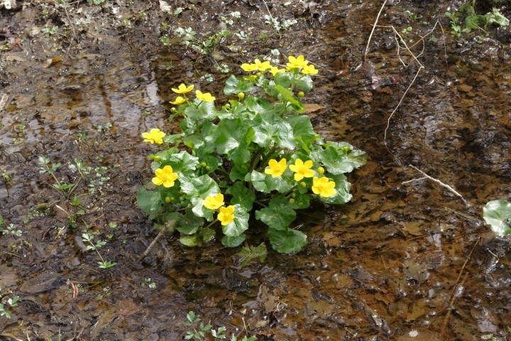 4. april KRAKOVSKI PRAGOZD - foto povečava