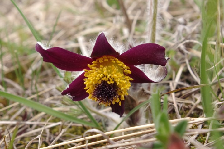 4. april KRAKOVSKI PRAGOZD - foto povečava