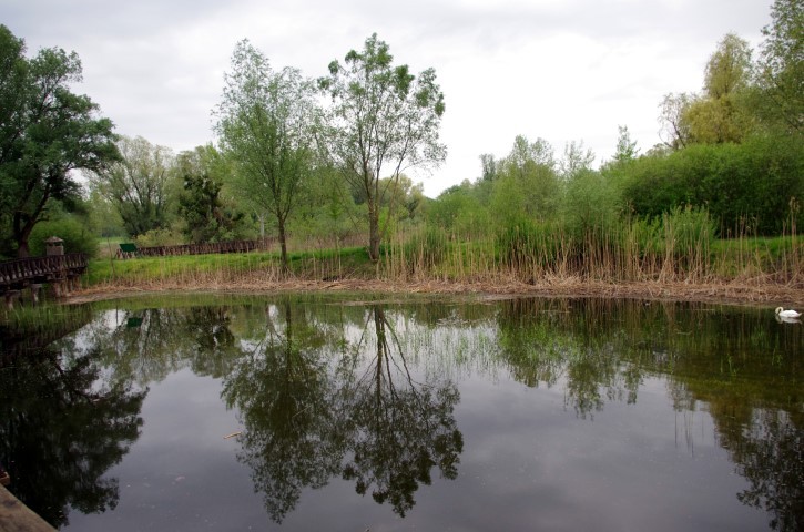 17. 4. kopački rit - foto povečava