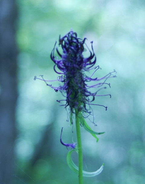 6. junij - lepi čeveljci v cvetju - foto povečava